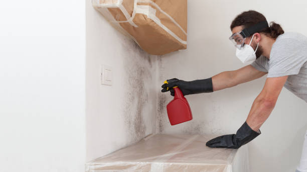 Professional Mold Removal technician working in Winthrop, MA